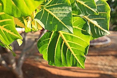 仙剑粉丝福利大回馈！来好游戏APP免费领《仙剑奇侠传七》激活码